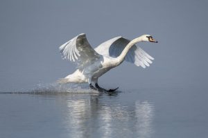 Toch zachtere start handhaving op schijnzelfstandigheid